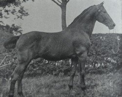 Deckhengst Nansen (Holsteiner, 1899, von Falb 1760)