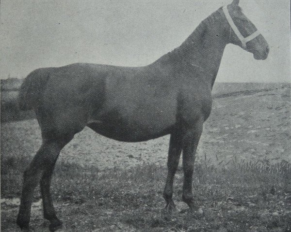 broodmare Thekla (Holsteiner, 1897, from Falb 1760)