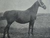 broodmare Thekla (Holsteiner, 1897, from Falb 1760)