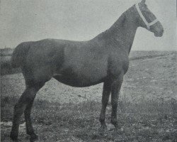 broodmare Thekla (Holsteiner, 1897, from Falb 1760)