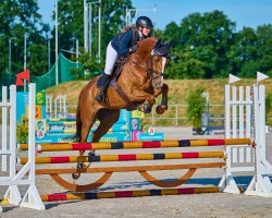 jumper Secco 10 (Hanoverian, 2017, from Stolzenberg)