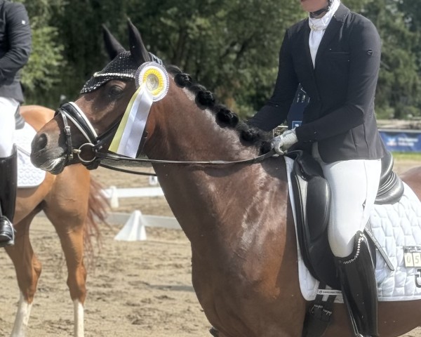 Dressurpferd Steverheides Amaretti (Deutsches Reitpony, 2019, von A Gorgeous)