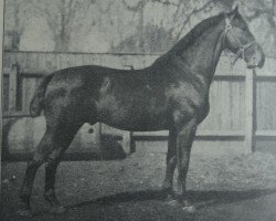 stallion Cito (Holst) (Holsteiner, 1911, from Simon 2140 (Holst))