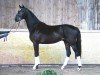 dressage horse Floris Dream 2 (Hanoverian, 2018, from Floris Prince)