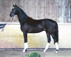 dressage horse Floris Dream 2 (Hanoverian, 2018, from Floris Prince)