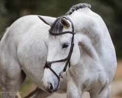 Springpferd Call Me Lotti (Westfale, 2014, von Camax L)