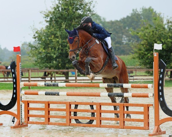 jumper Glenna (Hanoverian, 2016, from Grey Top)