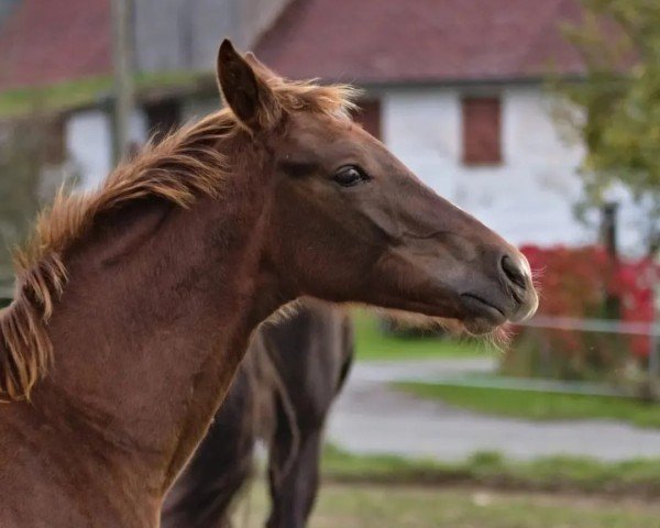 dressage horse Khyra MW (Austrian Warmblood, 2023, from Vivino)