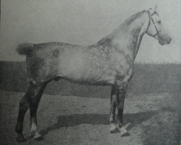 stallion Wallenstein 2251 (Holsteiner, 1907, from Amurath II (D) 1981)