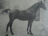 stallion Tell (Holsteiner, 1904, from Amurath II (D) 1981)