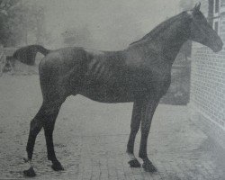 stallion Tell (Holsteiner, 1904, from Amurath II (D) 1981)