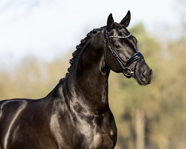 dressage horse Du Monde (Oldenburg, 2020, from Desperados FRH)