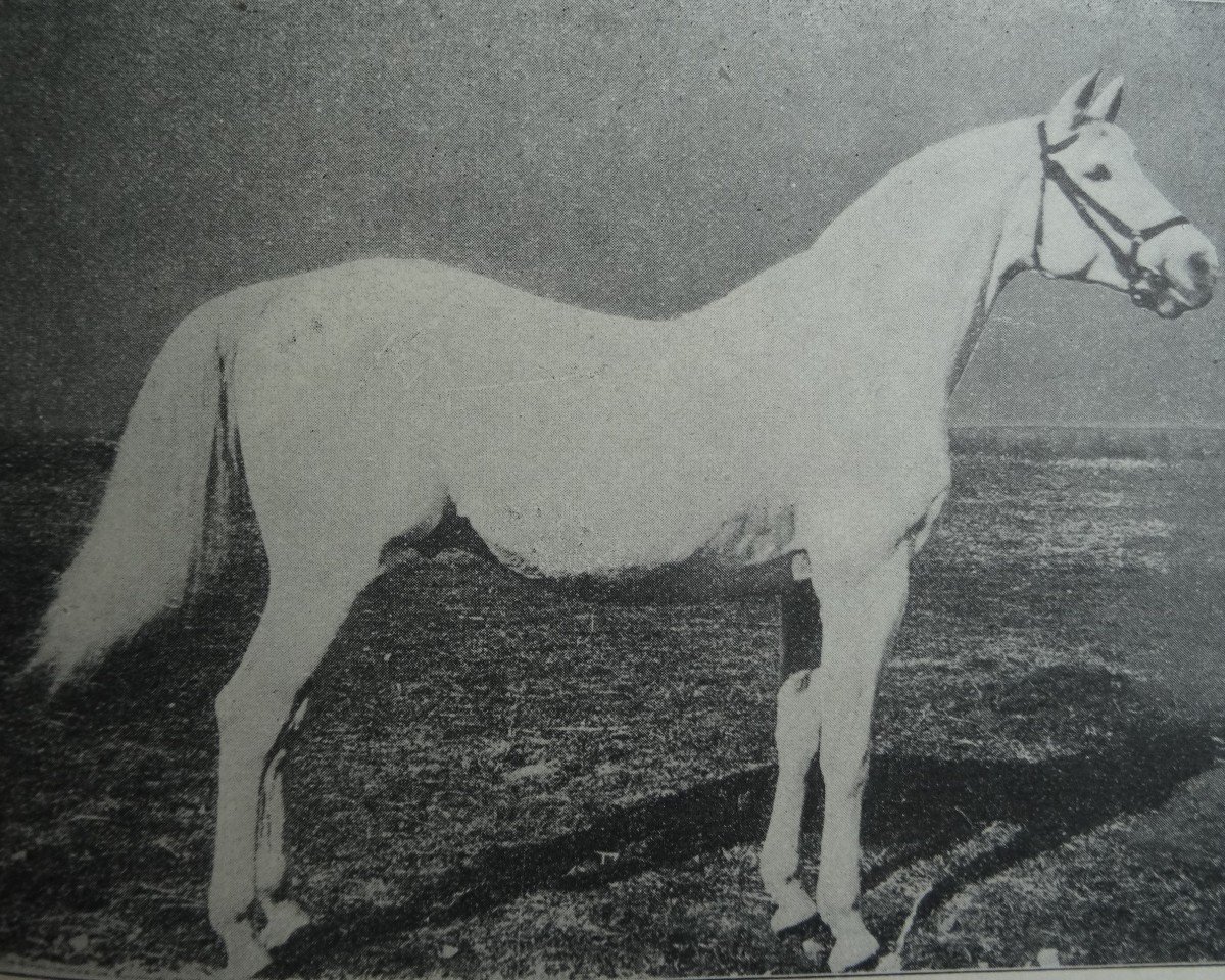 stallion Amurath Weil ox (Arabian purebred, 1881, from Tajar IV 1873 ox)