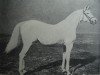 stallion Amurath Weil ox (Arabian thoroughbred, 1881, from Tajar IV 1873 ox)