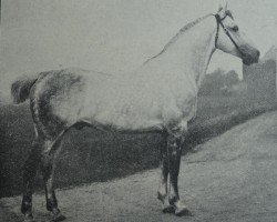 stallion Rübezahl 2109 (Holsteiner, 1902, from Amurath II (D) 1981)