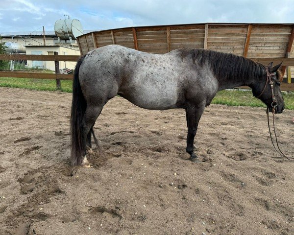 Pferd Satin Double U Jac (Quarter Horse, 2016)