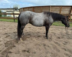 horse Satin Double U Jac (Quarter Horse, 2016)