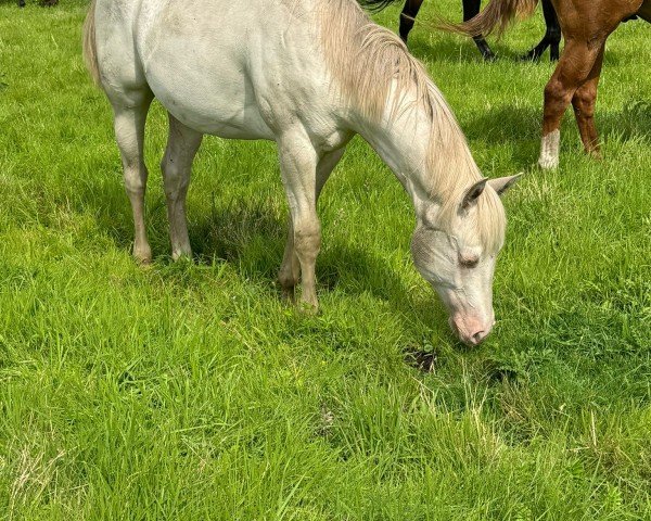 Pferd Sunny Blue Skies (Quarter Horse, 2023)