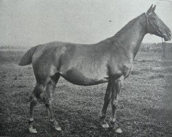 broodmare Stella 5322 (Holsteiner, 1896, from Falb 1760)