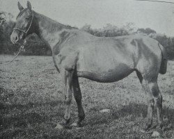 broodmare Zukunft 5792 (Holsteiner, 1900, from Falb 1760)