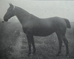 broodmare Zunge 5813 (Holsteiner,  , from Falb 1760)