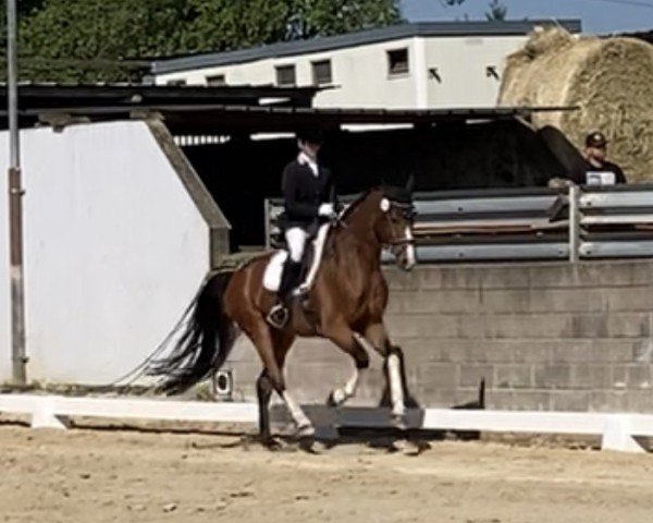 dressage horse Edelfürst (Oldenburg, 2019, from Escolar)