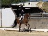 dressage horse Edelfürst (Oldenburg, 2019, from Escolar)