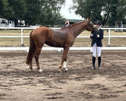 dressage horse Don Henry S (German Sport Horse, 2021, from Dantango)