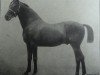 stallion Achill 1265 (Holsteiner, 1877, from Herkules 1163)