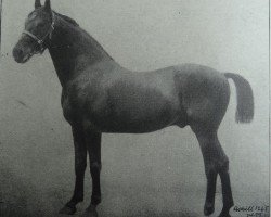 stallion Achill 1265 (Holsteiner, 1877, from Herkules 1163)