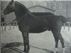 stallion Tobias 2161 (Holsteiner, 1904, from Achill 1265)