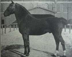 stallion Tobias 2161 (Holsteiner, 1904, from Achill 1265)