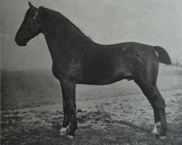 stallion Zieten 2261 (Holsteiner, 1908, from Tobias 2161)