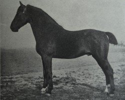 stallion Zieten 2261 (Holsteiner, 1908, from Tobias 2161)