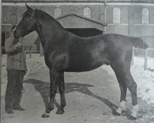 stallion Fant 2444 (Holsteiner, 1914, from Zieten 2261)