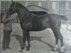 stallion Fant 2444 (Holsteiner, 1914, from Zieten 2261)