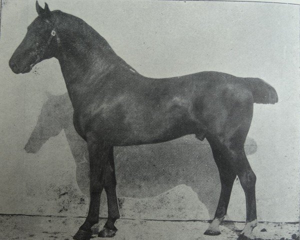 stallion Meister 1967 (Holsteiner, 1898, from Achill 1265)