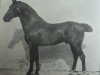 stallion Meister 1967 (Holsteiner, 1898, from Achill 1265)