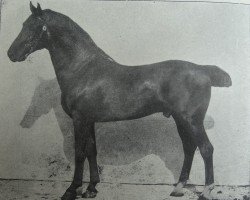 stallion Meister 1967 (Holsteiner, 1898, from Achill 1265)