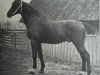 stallion Boris 2339 (Holsteiner, 1910, from Meister 1967)