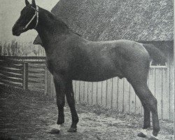 stallion Boris 2339 (Holsteiner, 1910, from Meister 1967)