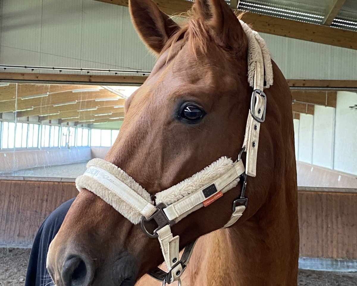dressage horse Quatermaster (Hanoverian, 2009, from Quaterback)