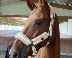 dressage horse Quatermaster (Hanoverian, 2009, from Quaterback)