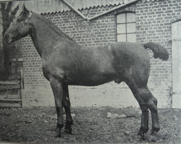 Deckhengst Templer 2162 (Holsteiner,  , von Meister 1967)