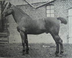 stallion Templer 2162 (Holsteiner,  , from Meister 1967)