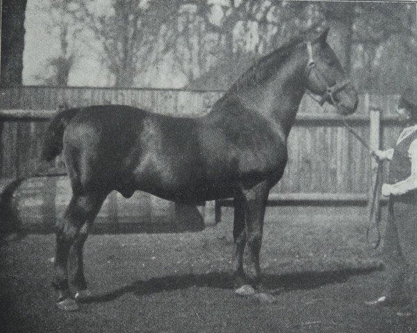 Deckhengst Landgraf 1937 (Holsteiner, 1897, von Ali 1661)