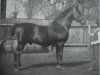 stallion Landgraf 1937 (Holsteiner, 1897, from Ali 1661)