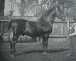 stallion Landgraf 1937 (Holsteiner, 1897, from Ali 1661)