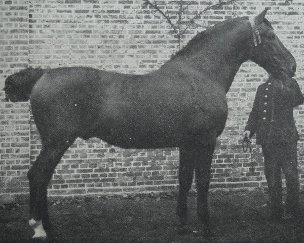 Deckhengst Omar 2044 (Holsteiner, 1900, von Landgraf 1937)