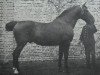 stallion Omar 2044 (Holsteiner, 1900, from Landgraf 1937)